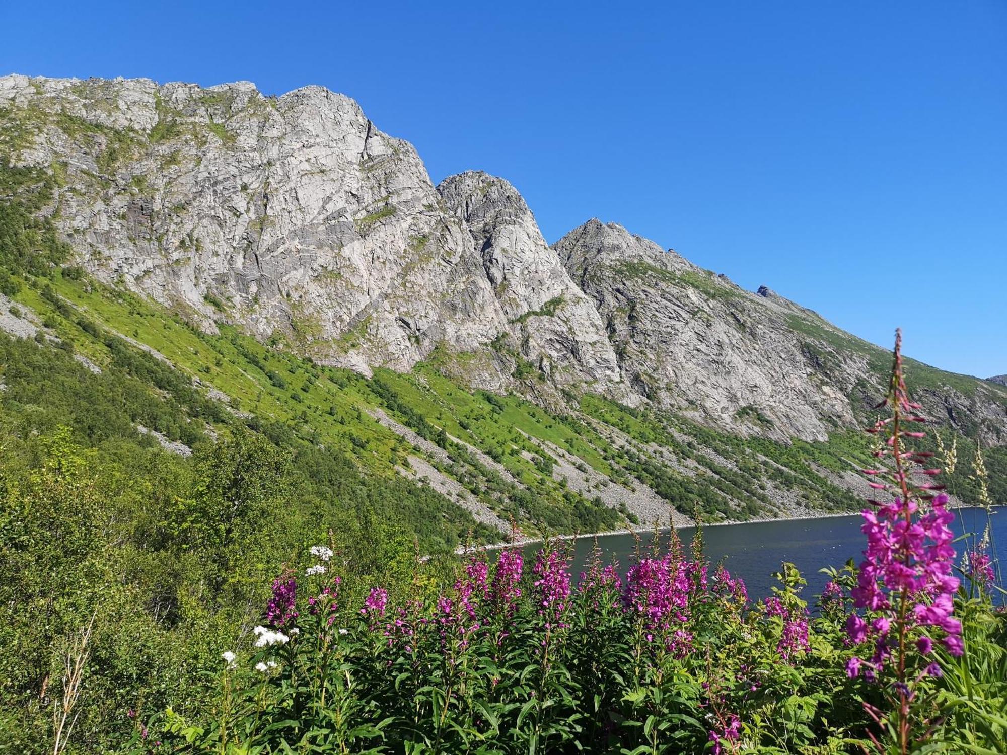 Ferrytale, Cozy, Spacious House On Senja Gryllefjord Buitenkant foto